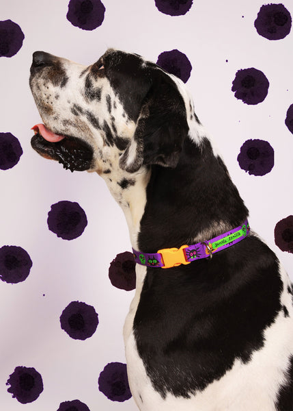 spooky dog collar