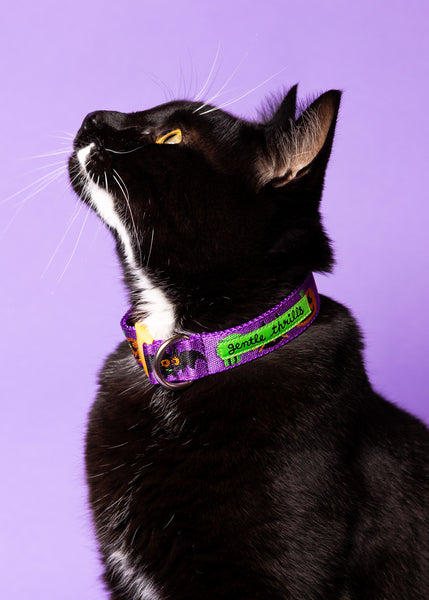 spooky cat collar